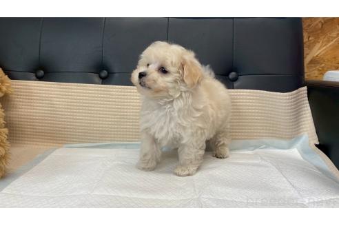 成約済の兵庫県のマルプー:マルチーズ×トイプードル-378628の10枚目